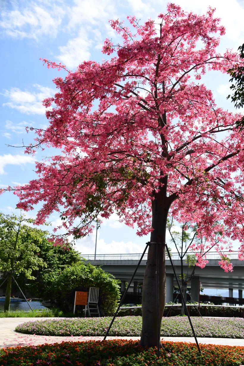 一树繁花沙河畔